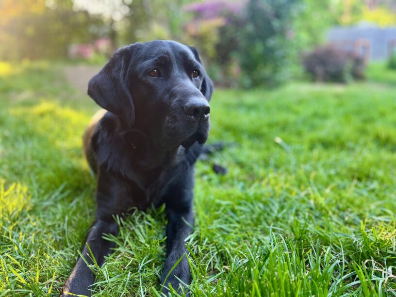 Truman is laying in lush green grass facing the camera but looking off to the right.  The background is blurred colors of greens and purples and looks as if the sun may be setting