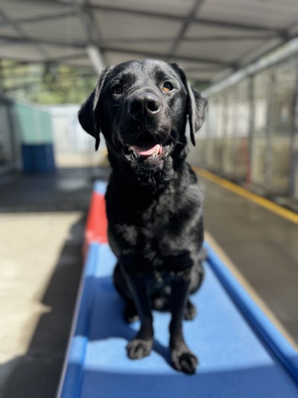 Wesley sits on a blue play structure. He is smiling at the camera.