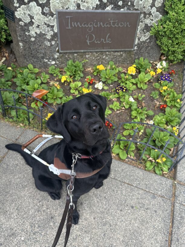 Wrenley is sitting in harness next to a small flower garden looking up at the camera. Behind the garden a plaque reads,