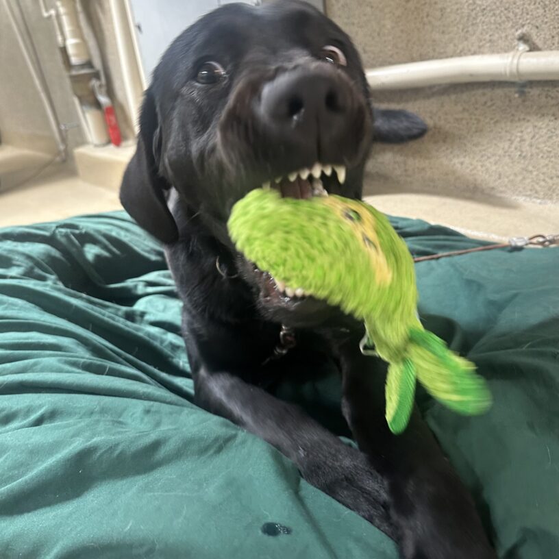 Wrenley is laying on a green bed playing with a alligator stuffed toy. This is an action shot where Wrenley is caught mid bite down on the toy, so she is baring her front and bottom teeth and her eyes are look large and wild.