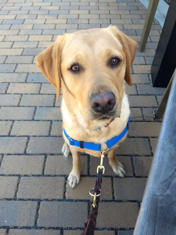 Yellow Lab Alisa is sitting down wearing a blue harness. She is looking up at the camera.