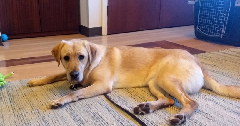 Yellow Lab Teeva is laying down on a carpet with a few toys around her. She is looking right at the camera.