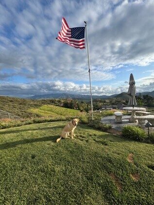 Yellow Lab Timber is sitting in a large grassy area. He is amongst  rolling hills, fluffy clouds and an American flag waving in the air.