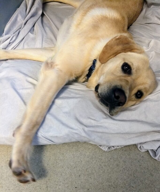 Yellow Lab Jafar is laying down on a dog bed with his right leg stretched out.  He is looking at the camera with an eager expression on his handsome face.