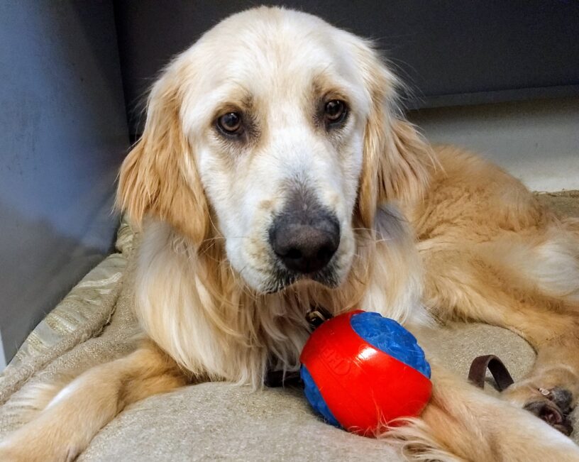 Golden boy Spindrift is laying on a dog bed with a red and blue ball next to him.
