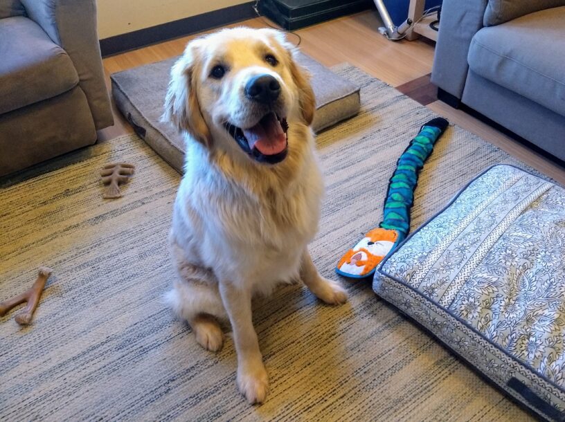Golden boy Indy is sitting in a room smiling towards the camera. There are two dog beds and a few toys on the floor surrounding him.