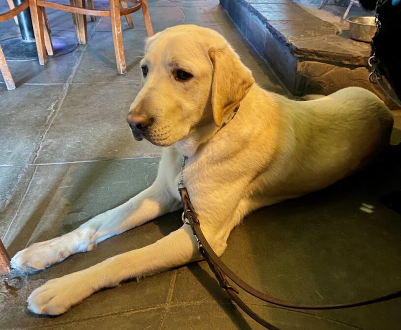 Yellow Lab Cowboy laying in profile on leash is an outdoor area.