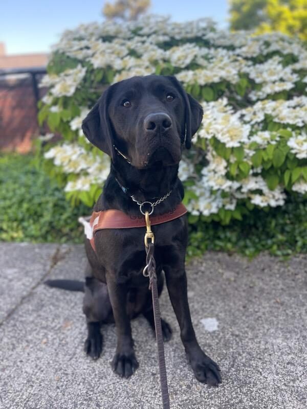 Black lab )Brady) sits in harness on a beautiful blue sky day in front of white flowers.