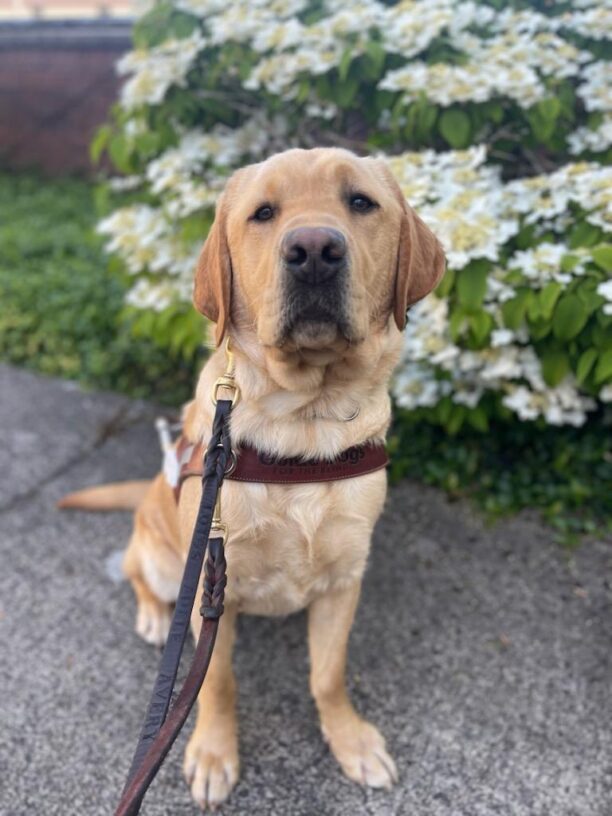 Yellow lab (Fornell) sits in harness on a beautiful sunny/blue sky day in front of beautiful white flowers that are out of focus in the background.