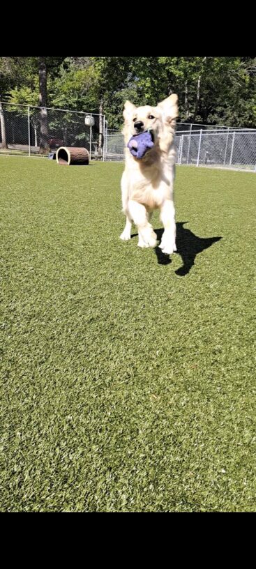 Yellow golden cross (Getty) running towards the camera with ears and hair flopping with a purple monster toy in his mouth.