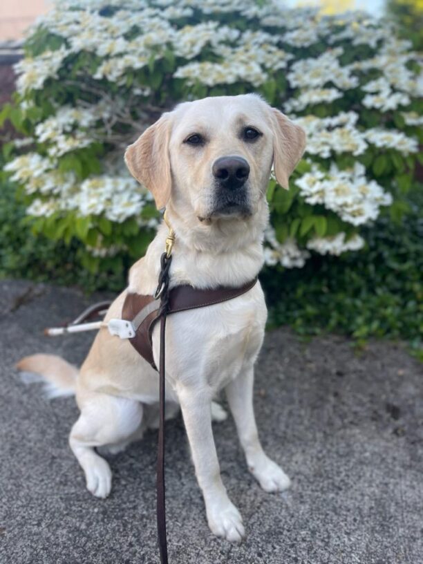 Yellow golden cross (Janalee) sits in harness on a beautiful blue sky day in front of white flowers that are out of focus in the background.
