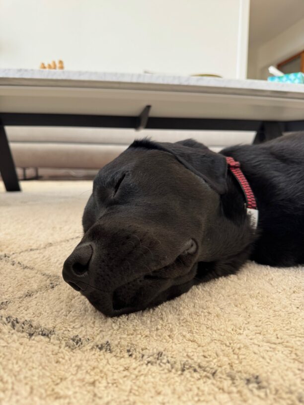 Close up of Missoula's face while he takes a nap on a cream colored carpet.