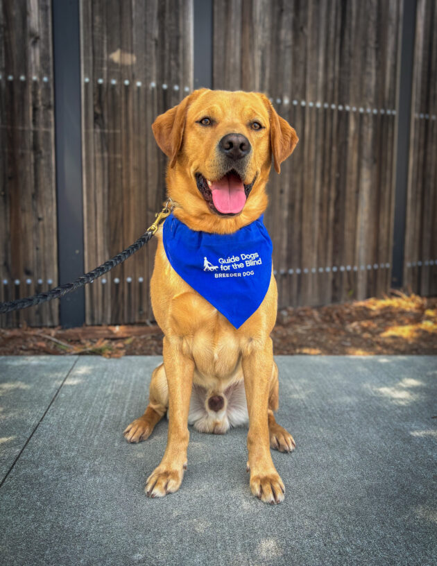 Spud sits on a sidewalk with a wooden fence and bark chips behind him. His mouth is open in a smile with his tongue sticking out. He is wearing his blue breeder scarf.