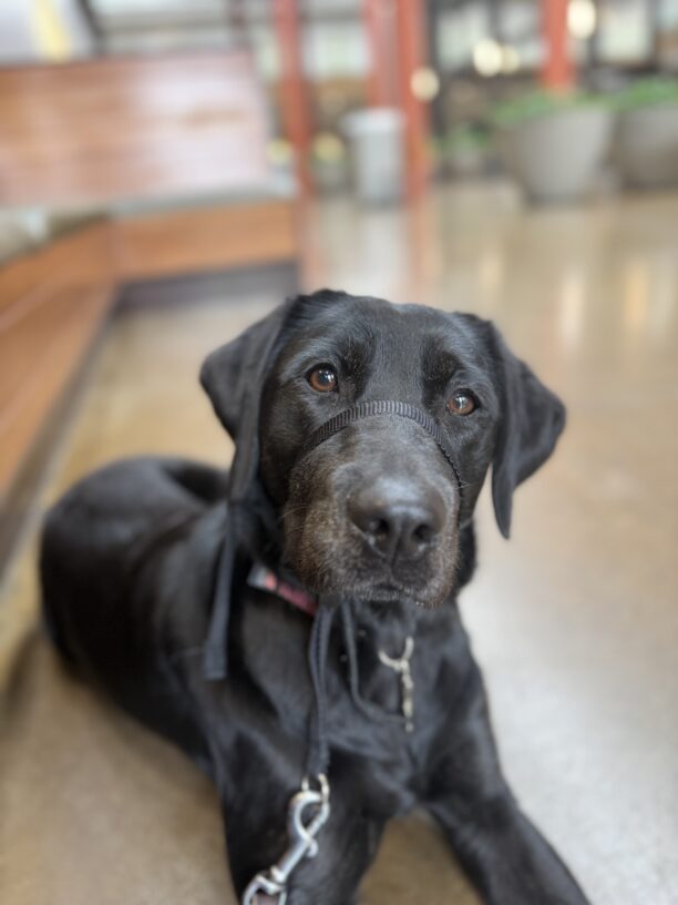 Tori waits for a treat while laying next to her handler at the local dog-friendly mall.