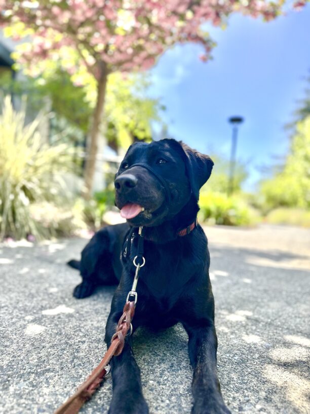 Tori enjoys a walk in the sunshine on campus. She is laying down with her head slightly turned to the right and her tongue peeking out. Behind her is a blue sky and trees and bushes in bright spring colors.
