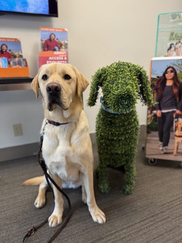 Wingman sits next to a topiary of a labrador in the GDB admin lobby. They are almost exactly the same size and shape!