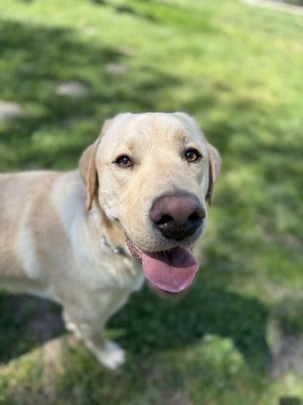 Wingman shows off his sweet smile while playing in the grass yard and looking up at the camera.