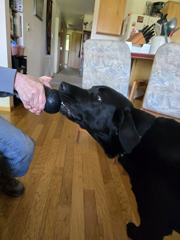 Black Lab Kensington is pictured engaged in a game of tug-of-war with a person out of frame. The setting is a home environment.