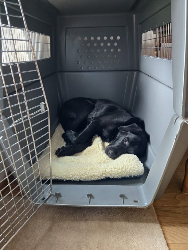 Black Lab Kensington is pictured comfortably curled up inside a crate with the door open. He is lying on a lush, cream-colored fleece pad looking content and relaxed.