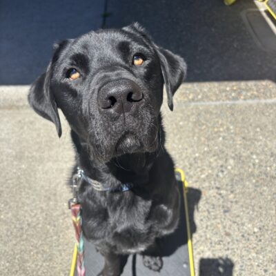 A black Labrador Retriever sits on a pedestal in the bright sun looking up at the camera. His brown eyes glow like amber in the sun and a multicolored leash is outstretched before him.