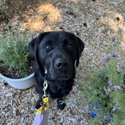 A male black lab named Gyro is sitting on the ground looking up at the camera. There is a planter slightly behind him and some additional flowers next to his head. His big brown eyes are looking very sweetly up at the person holding his leash.