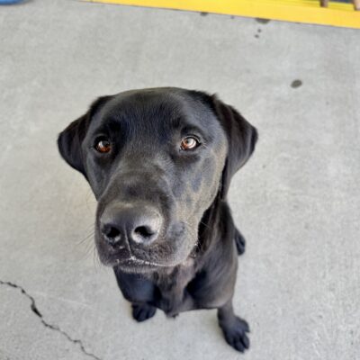 A black Labrador Retriever is sitting in community run. He is staring into the camera with his soft brown eyes.