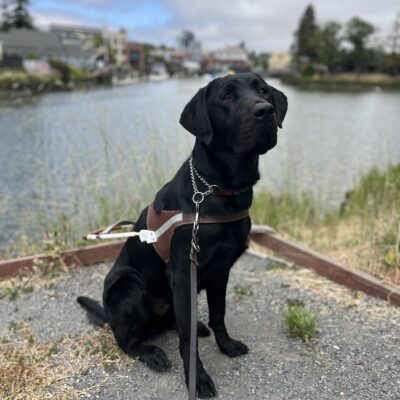 Anaheim is sitting in harness, in front of a river with many old buildings surrounding the water. There are clouds and several trees in the background.