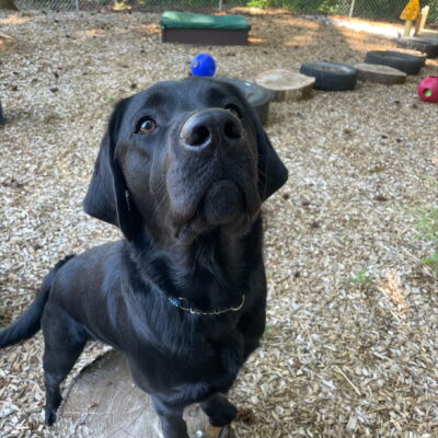 Frank enjoys playtime in one of the sensory yards on the OR campus.  He is looking up at a treat held by his handler and has his front feet up on a wood-round from a tree trunk.
