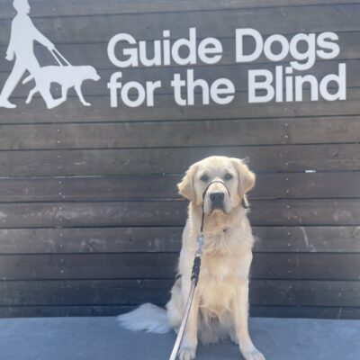Nashville sits on a concrete ledge in front of a large wooden wall that reads Guide Dogs For The Blind in white writing. He is looking directly at the camera.