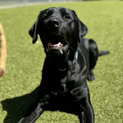 Niccolo lays in the sunshine on the turf in the play yard on the OR campus.  He is looking expectantly up at his handler who is no doubt holding a treat for his attention!