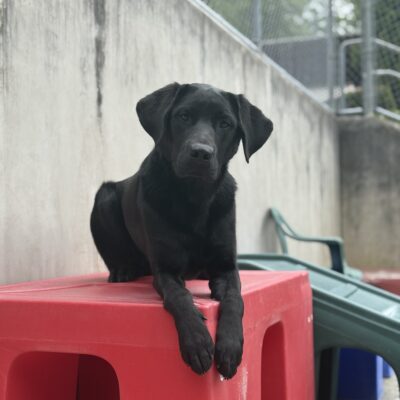Black Lab, Linden, is laying down on top of a red play structure. His front paws hang off the front corner of the structure and he is looking slightly downward at the camera. Behind him are more play structures, a chair, and a cement wall.