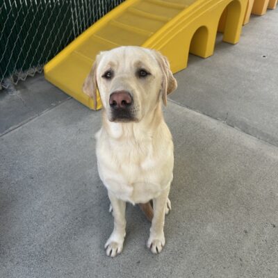 Yellow Lab Duhon sitting  outside in a community run space.