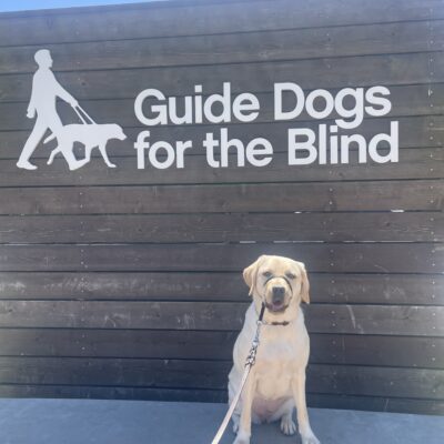 Rome sits on a concrete ledge in front of a wooden wall that says Guide Dogs For The Blind in white letters. She is looking at the camera.