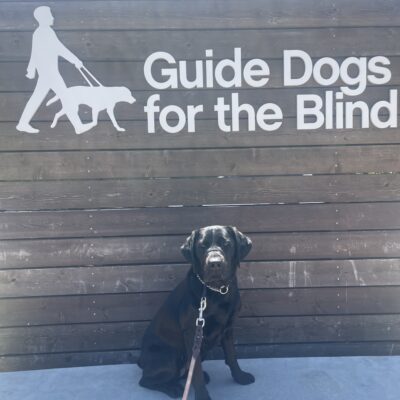 Florie sits on a concrete ledge in front of a wooden wall that says Guide Dogs For the Blind in white letters. She is looking at the camera.