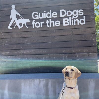 Badger sits in front of a large wooden sign that says Guide Dogs For The Blind in white letters. He is looking off to the side of the camera.