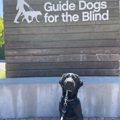 Casper sits in front of a large wooden sign that says Guide Dogs For The Blind in white letters. He is looking at the camera.