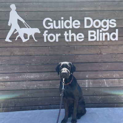 Falcon sits on a concrete ledge in front of a large wooden sign that says Guide Dogs For The Blind in white letters. He is looking at the camera.