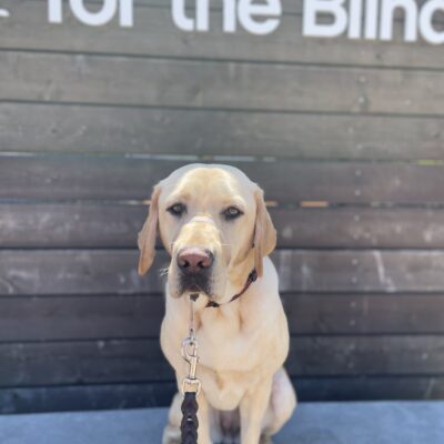Cali sits on a concrete ledge in front of a large wooden sign that says Guide Dogs For The Blind in white letters. She is looking at the camera.