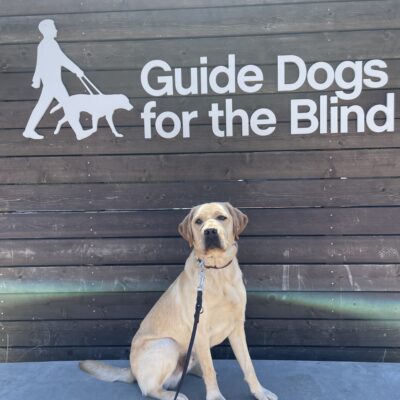 Hendrix sits on a concrete ledge in front of a large wooden sign that says Guide Dogs For The Blind in white letters. He is looking at the camera.