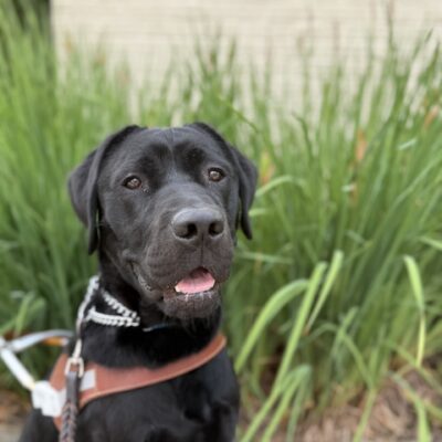 Bismarck is sitting in front of a landscaped area with tall green grasses. He is wearing his guide dog harness as he intently looks at the camera with his mouth slightly open.