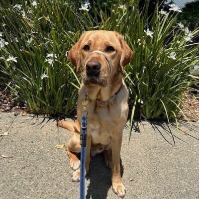 Abel is sitting in front of a green bush with small white flowers, looking at the camera with his ears perked.