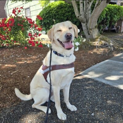 Ash is on his very first route! He's just wearing the harness body! He's sitting in front of a garden bed with roses and greenery in the background.