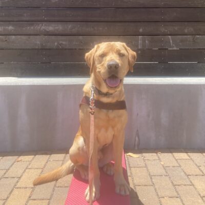 Callahan is sitting in harness on a red pedestal. He is smiling with his tongue out.
