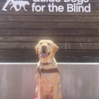Cortina is sitting in harness on a red pedestal, looking at the camera and smiling with her tongue out. In the background is the Guide Dogs for the Blind sign.