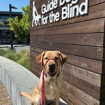 Daylily is sitting on a retaining wall, looking at the camera with her ears perked and her mouth slightly open. To her side is a wooden wall with the words Guide Dogs for the Blind in white letters.