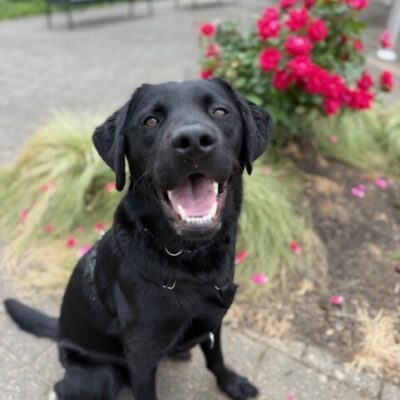 Black lab "Dragon" is sitting outside with flowers in the background. He is looking up at the camera with his mouth wide open.