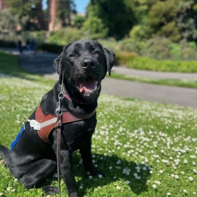 Black lab Etienne sits in the grass smiling up at the camera. The grass has small white flowers and in the background is the SF Palace of Fine Arts. Etienne is wearing his leather harness with a blue soft handle.