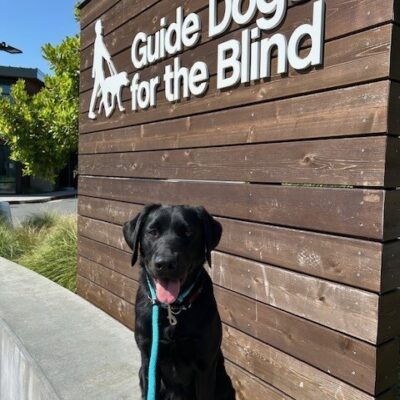 Freesia is sitting on a cement retaining wall look at the camera with her ears perked and mouth open. To her side is a wooden wall with the words Guide Dogs for Blind in white letters.