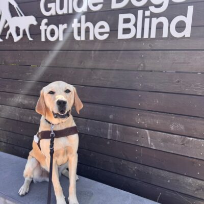 Judge sits in harness while looking into the camera. Behind him his a wooden sign with white lettering that reads "Guide Dogs for the Blind".