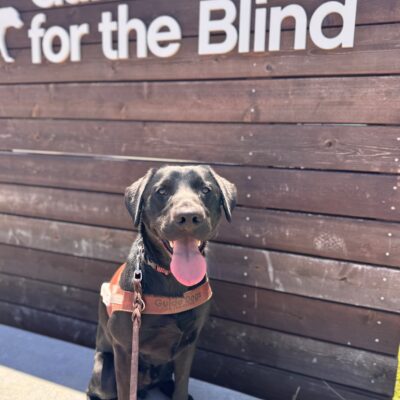 Kaiser sits in harness and stares at the camera. His tongue is hanging out on this sunny Spring day! Behind him is a wooden sign with white lettering that reads "Guide Dogs for the Blind".